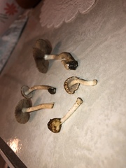 Cystoagaricus subamarus