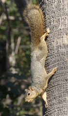 Sciurus niger