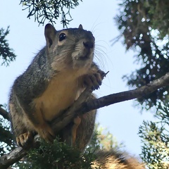 Sciurus niger