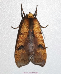 Elysius