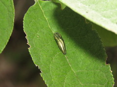 Agrilus sulcatulus
