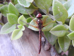 Sympetrum illotum