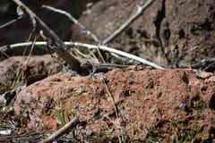 Sceloporus tristichus