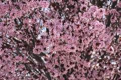 Prunus salicina
