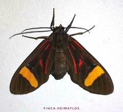 Histioea proserpina