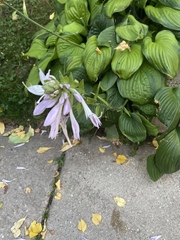 Hosta ventricosa