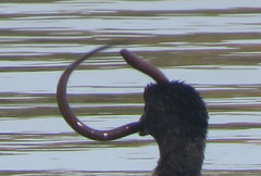 Synbranchus marmoratus