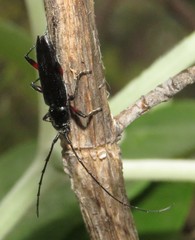 Stenosphenus sobrius