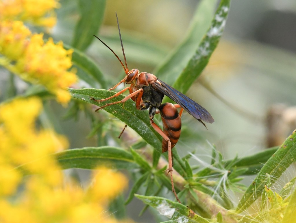 Tachypompilus