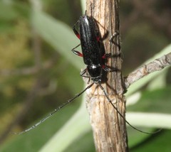 Stenosphenus sobrius