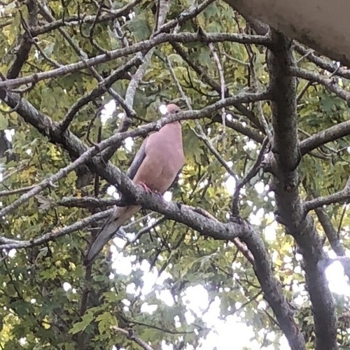 Mourning Dove photographed in Indiana