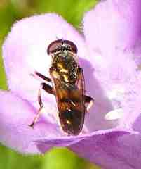 Chalcosyrphus metallicus