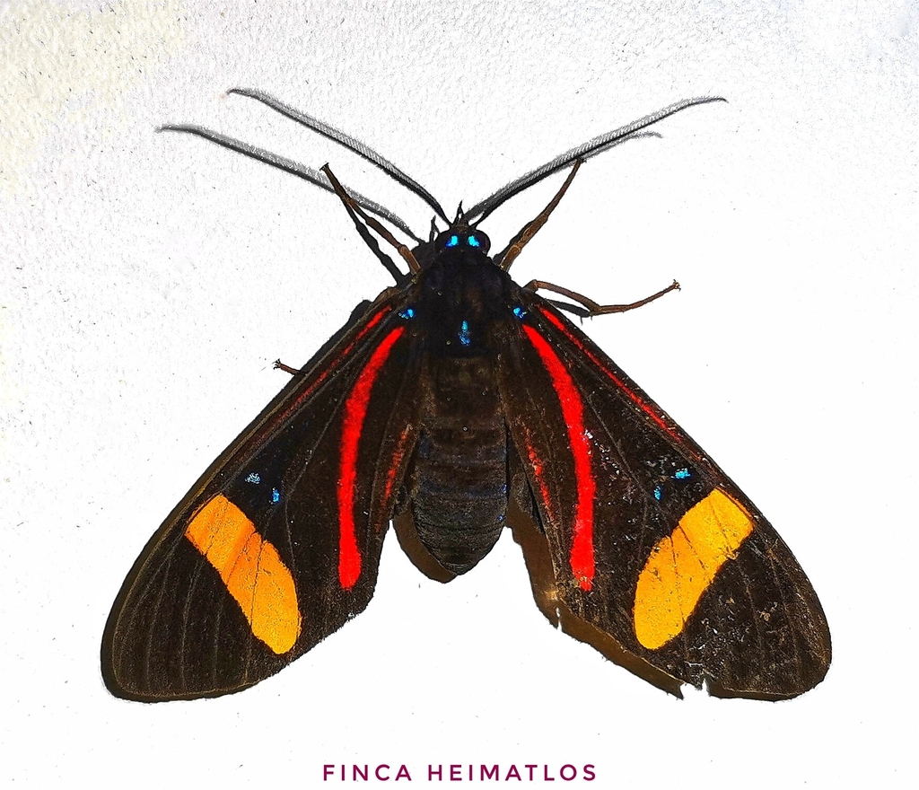 Histioea amazonica
