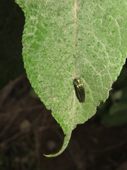 Agrilus sulcatulus