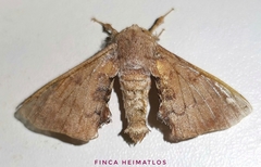 Apatelodidae