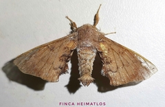 Apatelodidae