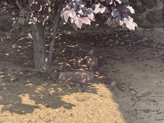 Salpinctes obsoletus