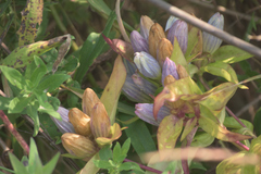 Gentiana × pallidocyanea