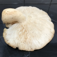 Ossicaulis lignatilis