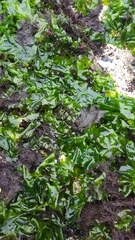 Ulva rigida