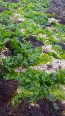 Ulva rigida