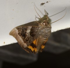 Catocala badia coelebs
