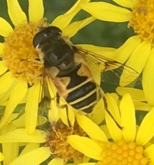 Eristalis horticola