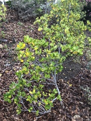 Pittosporum roimata