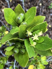 Pittosporum roimata