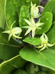 Pittosporum roimata