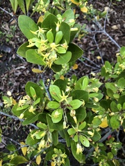 Pittosporum roimata