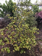 Pittosporum roimata