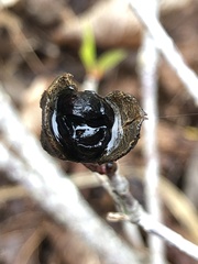 Pittosporum roimata