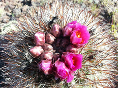 Pediocactus nigrispinus