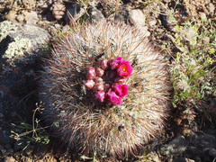 Pediocactus nigrispinus