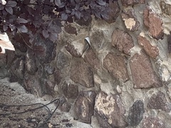 Salpinctes obsoletus