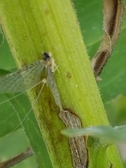 Stenacron interpunctatum interpunctatum