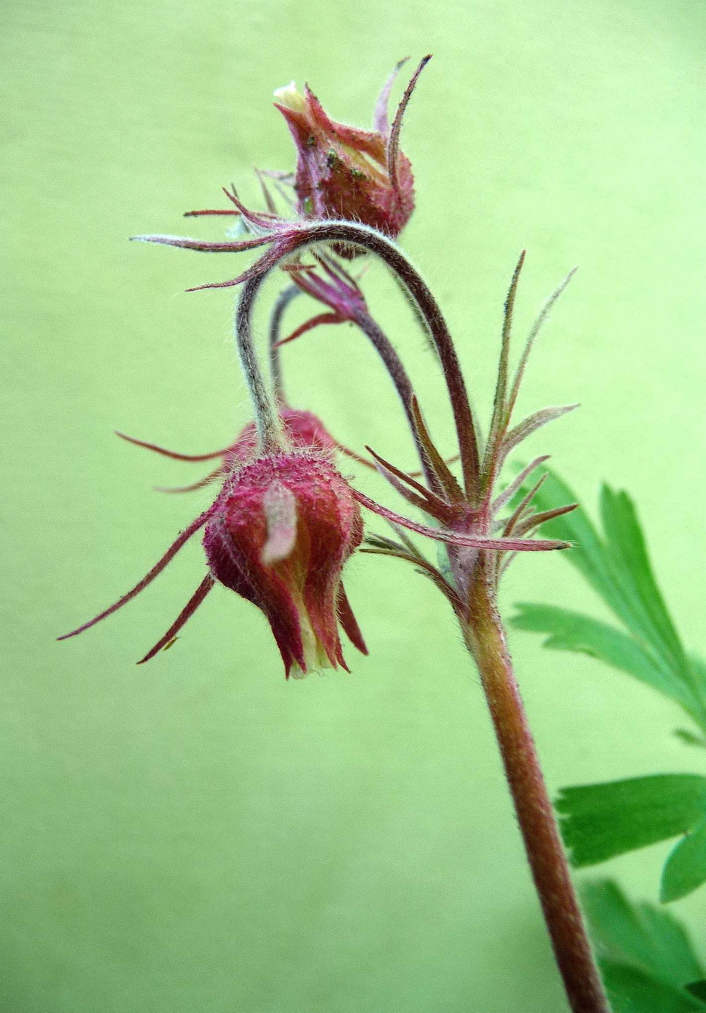 Geum triflorum var. triflorum