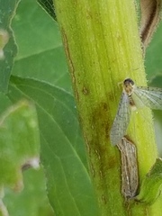 Stenacron interpunctatum interpunctatum