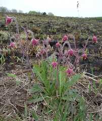 Geum triflorum triflorum