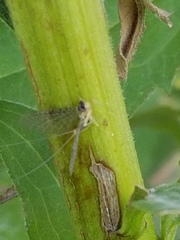 Stenacron interpunctatum interpunctatum