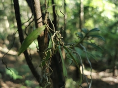 Plectorrhiza tridentata
