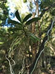 Plectorrhiza tridentata