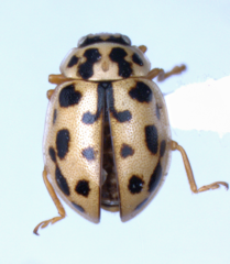 Anisosticta bitriangularis