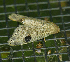 Abablemma brimleyana