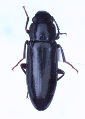 Sphalma quadricollis