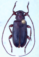 Valenus inornatus