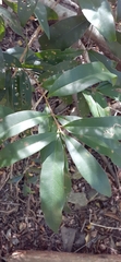 Syzygium ingens