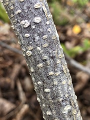 Pittosporum roimata