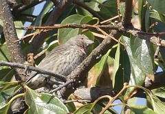 Haemorhous mexicanus